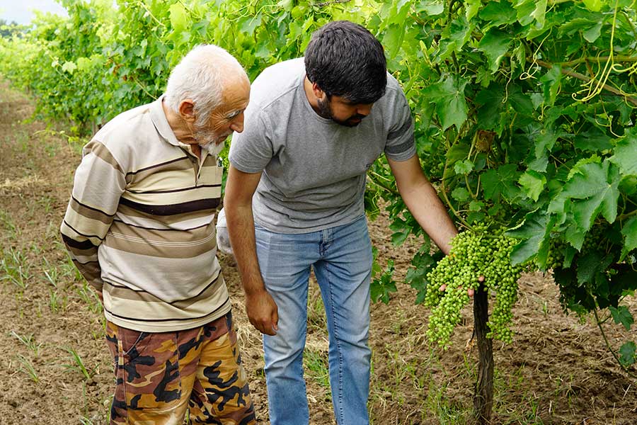 Sultana grower Mustafa Ali Turgut from Güzelköy, Manisa (l.) and Rapunzel agricultural engineer Süleyman Şahin Ince examine the vines.
