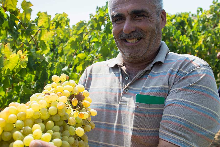 Nuri Sezen proudly displays his mature grapes; so far he is quite happy with his yield. He grows organically controlled grapes for Rapunzel since 1989, because organic agriculture is healthy for the people.