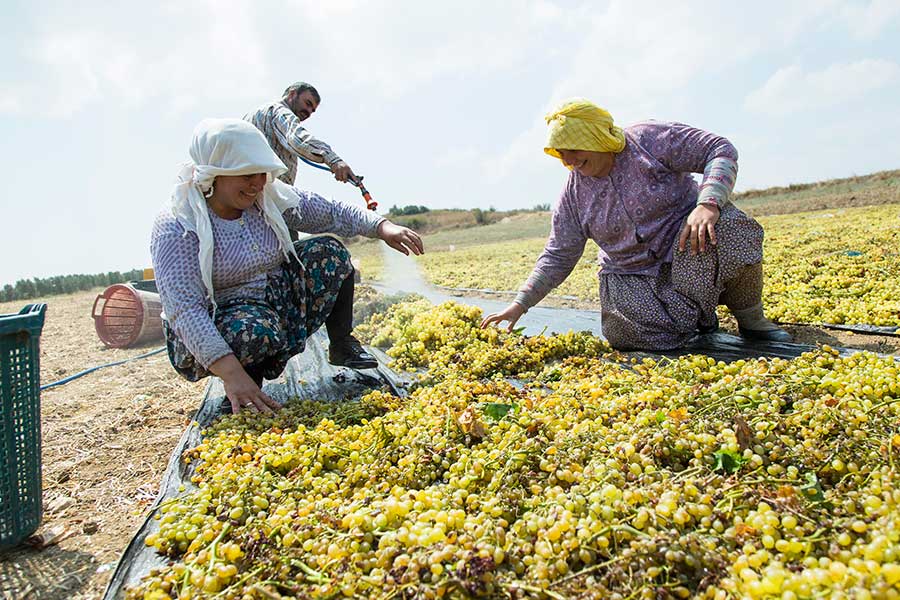 The dipping: a natural mixture of water and Kali is sprayed onto the freshly harvested fruits. The mixture speeds up the drying process and gives the sultanas their brighter color