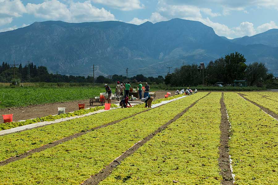 After the harvest, the grapes dry near the vineyard under the Turkish sun for four to six days in the Turkish sun to sultanas. 