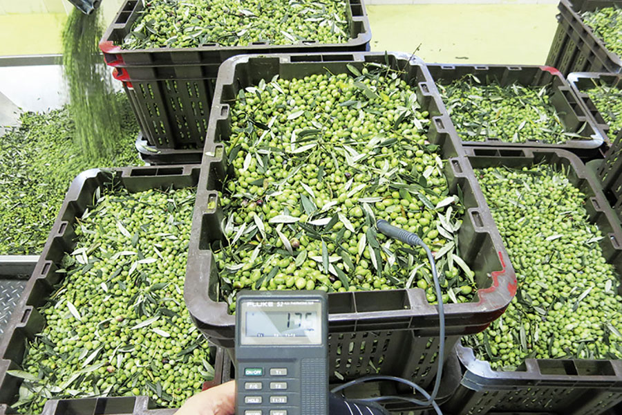 Die frisch geernteten Oliven kommen in die Ölmühle zur weiteren Verarbeitung. Die Temperaturkontrolle zeigt, ob sie richtig transportiert wurden.