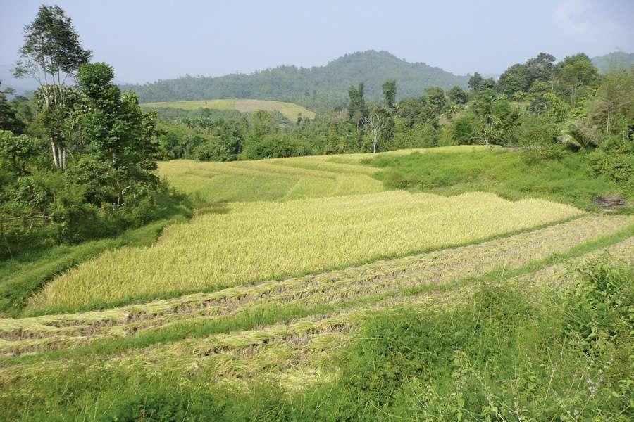 Terrassierte Reisfelder in Thailand