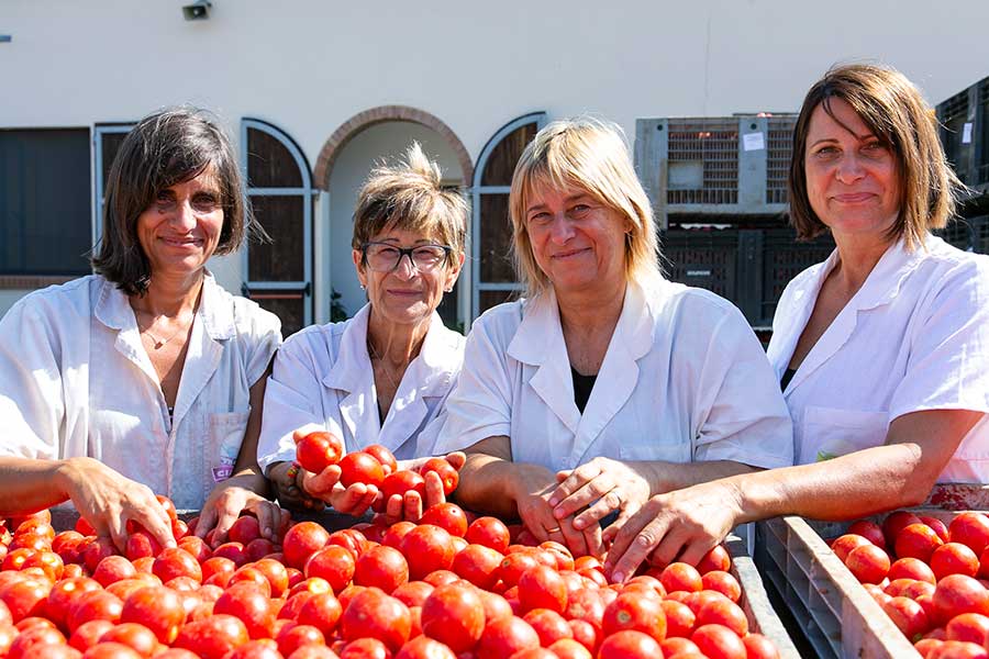 Directly after the harvest, the tomatoes are processed in the manufactory