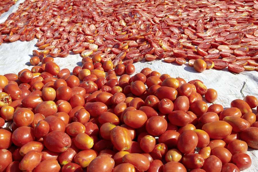Die sonnengereiften Tomaten werden halbiert, gesalzen und schonend an der Sonne getrocknet