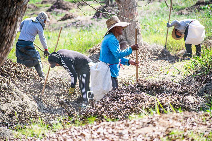 Peru is the home of Rapunzel's organic and fair pecans: employees of the HAND IN HAND-Partners Topará during the pecan harvest