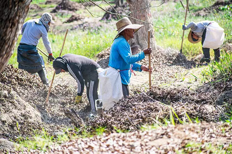 Peru ist die Heimat der bio-fairen Rapunzel Pekannüsse: Mitarbeitende des HAND IN HAND-Partners Topará bei der Ernte.