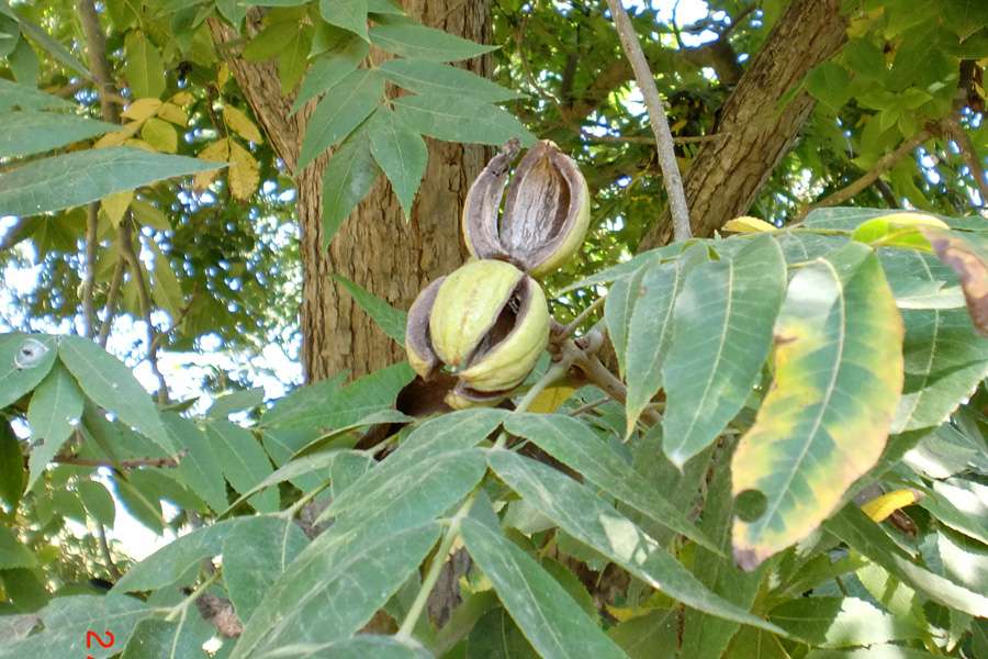 Pekannüsse am Baum