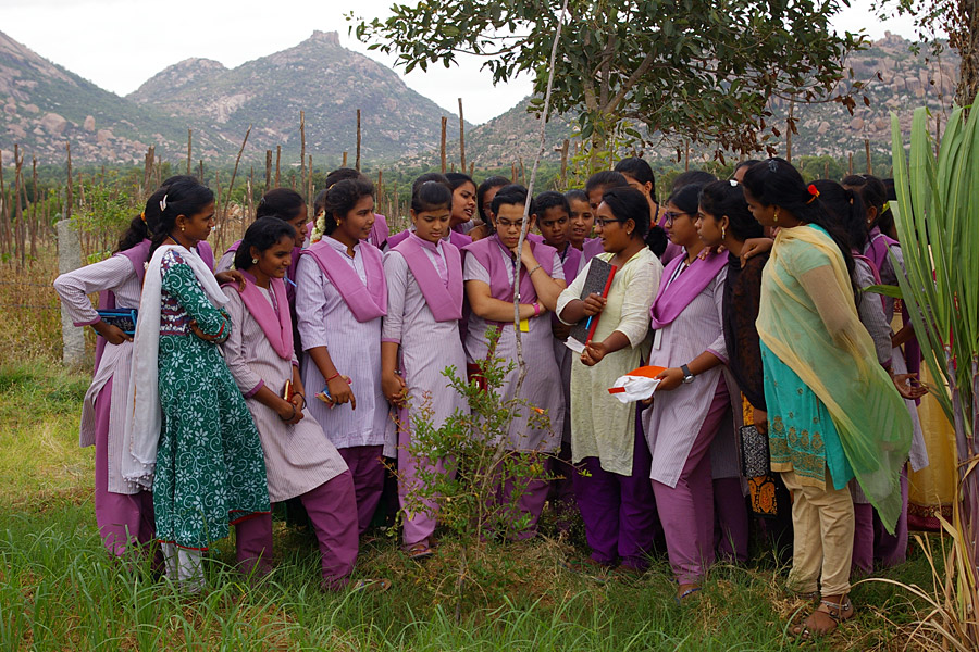 Agroforstwirtschaft – Toranam, Indien Agroforstwirtschaft – Toranam, Indien