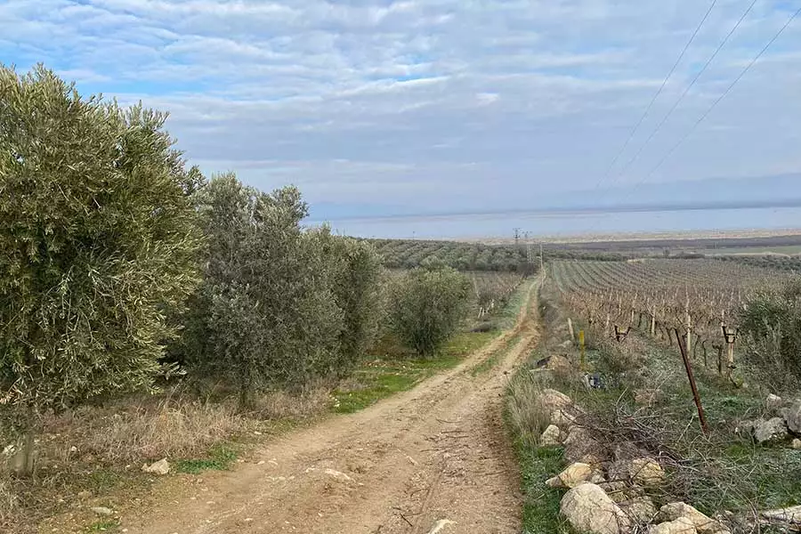 In der Region Salihli bauen rund 40 Bio-Bauernfamilien neben Weintrauben und anderen Früchten auch Oliven an.