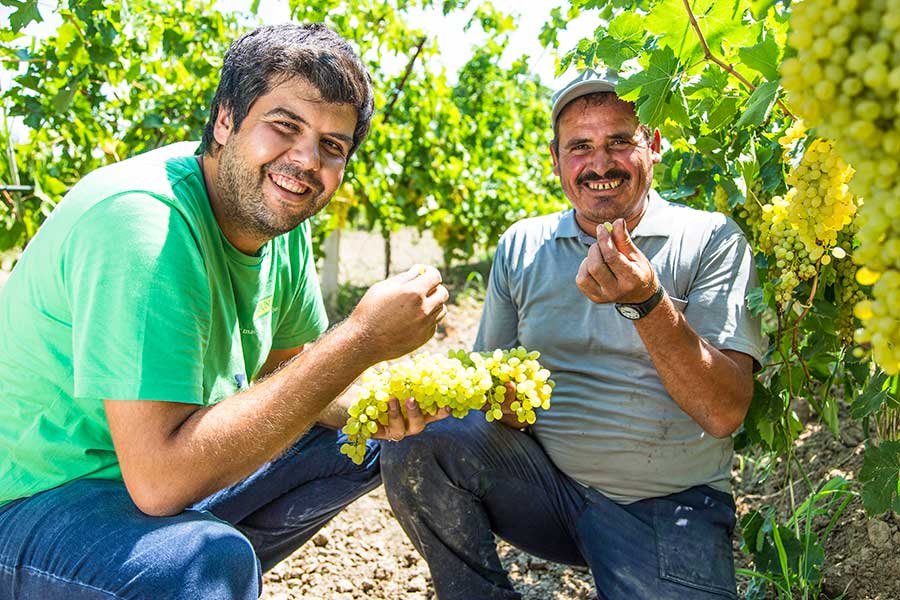 Am Ursprung: Festangestellte Agraringenieure prüfen und beraten die Partner des Rapunzel Türkei-Projekts
