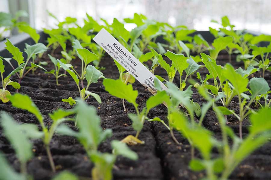 Zarte, selbst gezogene Bio-Pflänzchen Zarte, selbst gezogene Bio-Pflänzchen