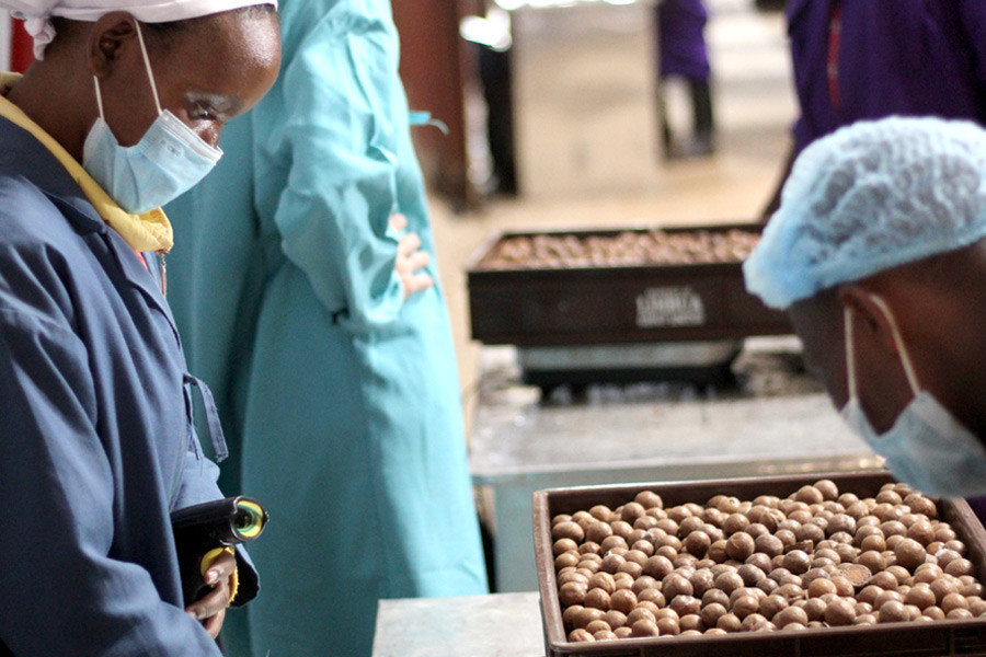 Quality control: the cracked macadamia nuts are carefully checked at LIMBUA.