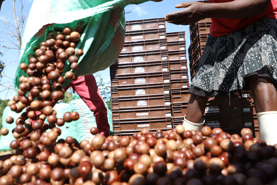 Von Februar bis April findet die Haupternte der Macadamia-Nüssen statt