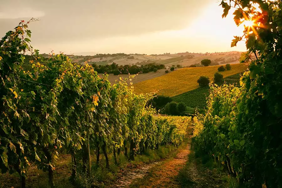Bio-Weintrauben aus der Provinz Modena sind die Grundlage von Acetums Essigspezialitäten