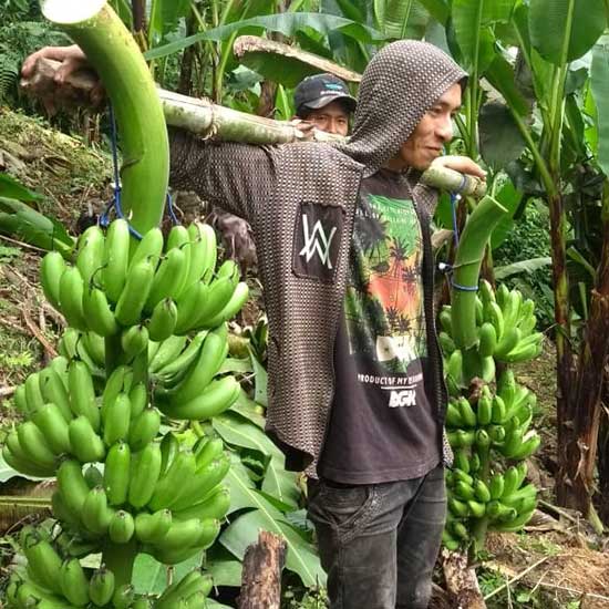 Banana farmer Yilvi Cruz delivers bananas to the organic Peruvian Greenbox company