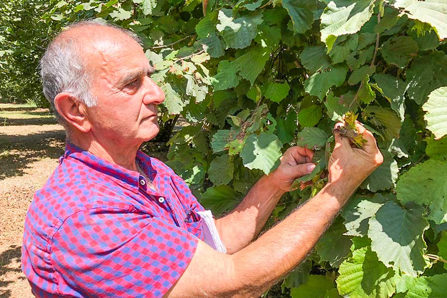 Azerbaidjani consultant Zakir Mammadov inspects the hazelnut harvest.