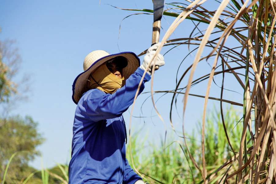 In Paraguay ist die Zuckerrohr-Ernte noch Handarbeit