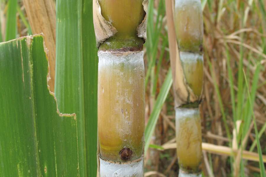 Sugar cane