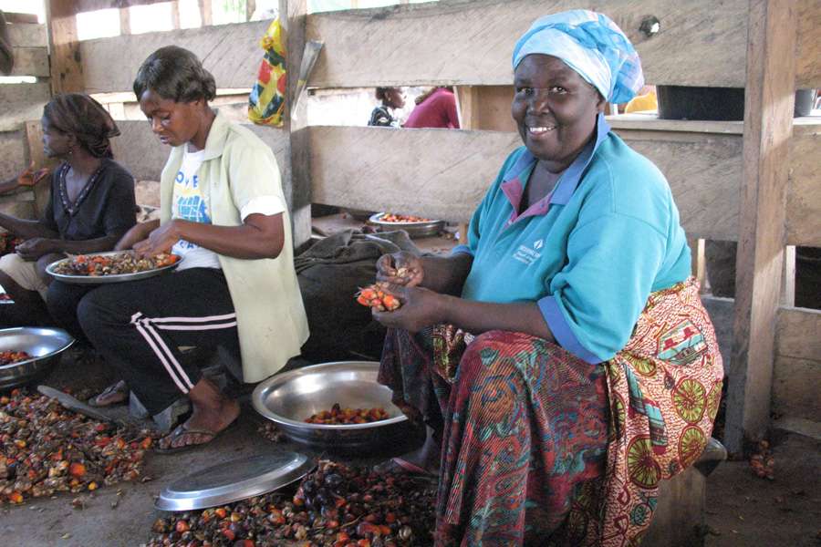 employees of Serendipalm pick the ripe fruit from the fruit bundle