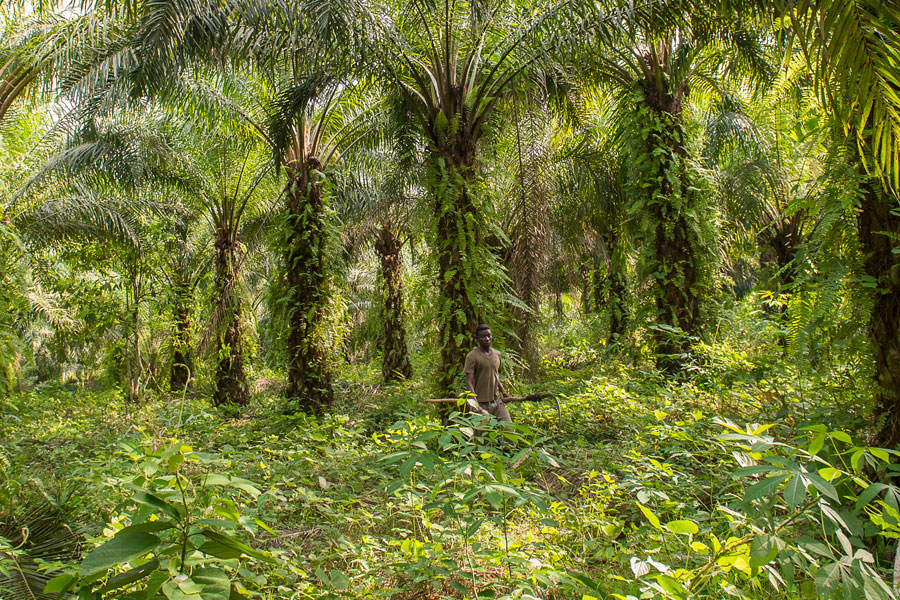 Sulla terra dei piccoli agricoltori in Ghana crescono tra le palme da olio, piante verdi, ma anche alcune altre colture come cacao, avocado o ananas. 