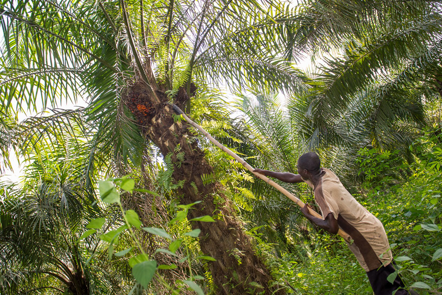 Anche se la coltivazione biologica è più impegnativa, a lui conviene: per i frutti delle sue palme Kwadwo riceve un prezzo equo, ben al di sopra dei livelli di mercato compreso il premio per il commercio equo e biologico. 