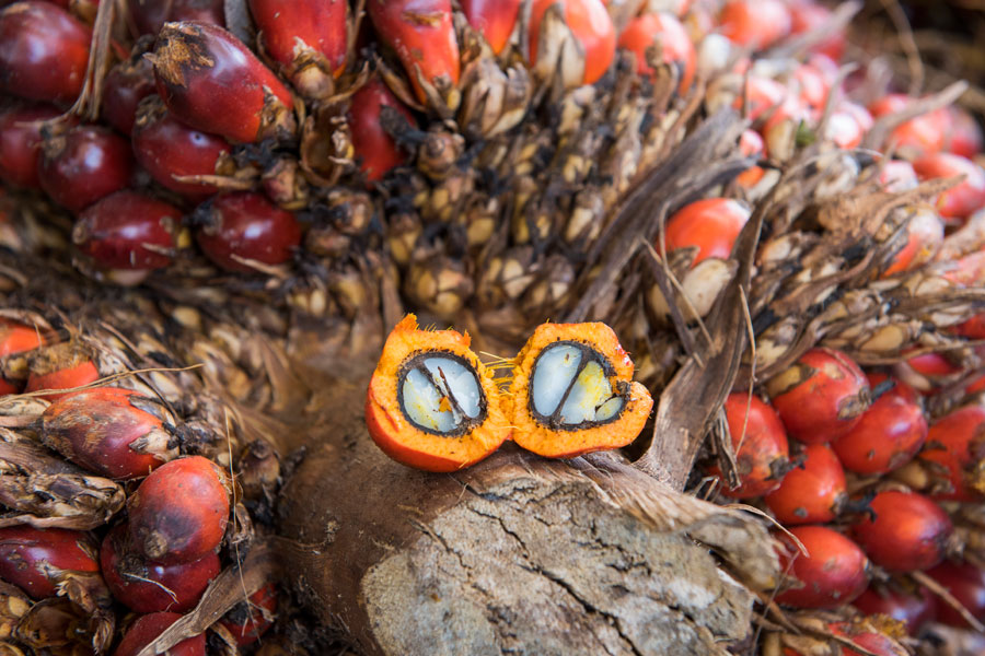 Il frutto della palma è un grappolo nodoso di frutta, che porta molti frutti dal colore arancione-rossastro, della grandezza di una noce. Dalla polpa arancione è possibile ottenere olio di palma Rapunzel biologico e equo. 