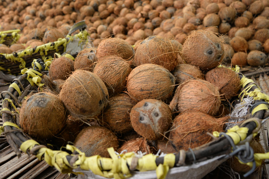 Noci di cocco senza involucro fibroso esterno, ma con ancora il guscio duro: come si può acquistare anche dalle nostre parti.